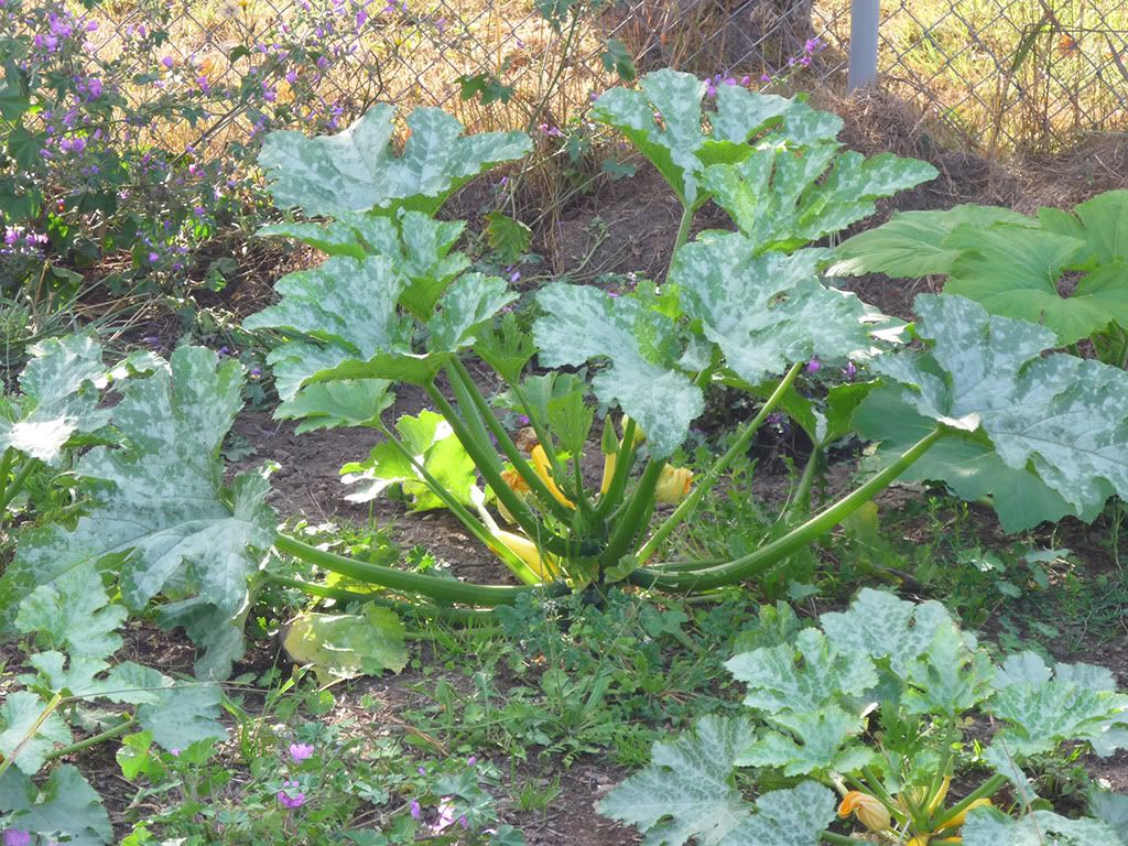 Yellow Zucchini Squash Plant Photo by blue_biggle Photobucket