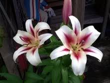 Lilly1.jpg