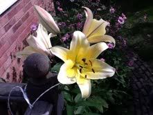 Lilly3.jpg