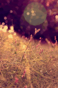 Photography Graphics