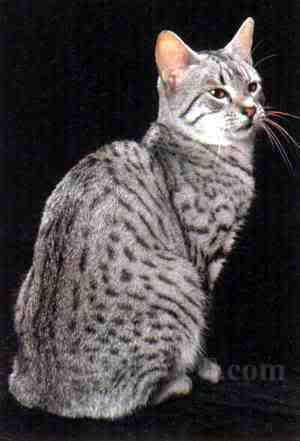 anime egyptian mau Pictures, Images and Photos