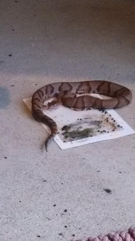 Will a BB gun kill a snake?