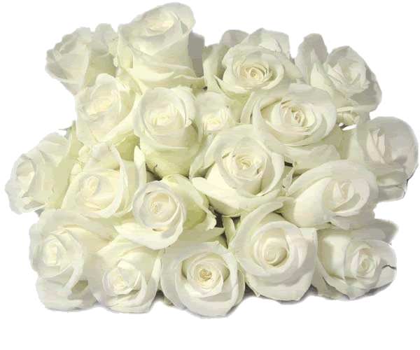 White Bunch Roses