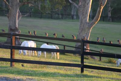 © Forest Hill Arabians