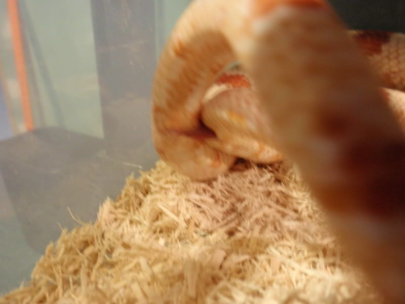 MIscsnakepics122.jpg