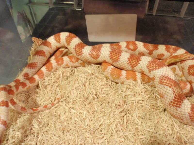 MIscsnakepics125.jpg