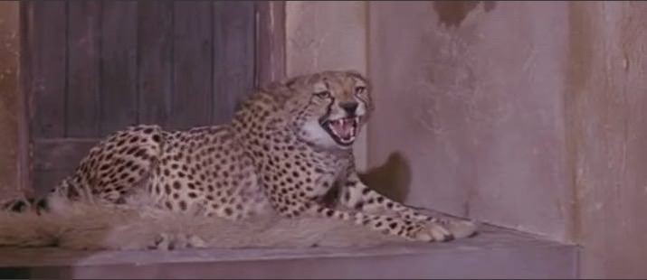 photo tot_cleopatre-8.jpg