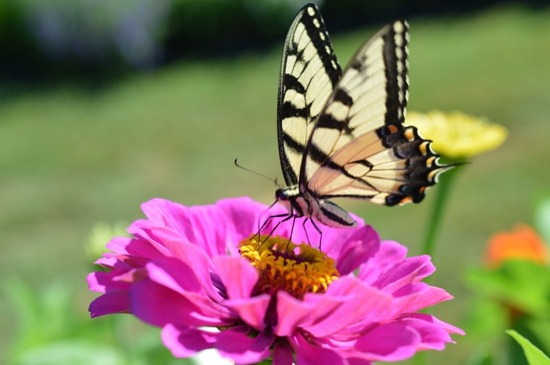  photo DSC_0550_zpsxdwrxcjy.jpg