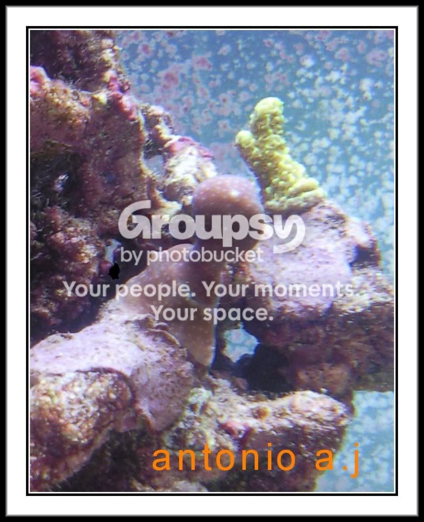 [TodoMarino.com] nombre de este coral?