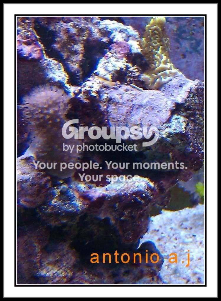 [TodoMarino.com] nombre de este coral?