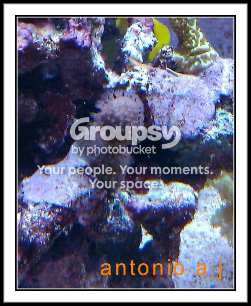 [TodoMarino.com] nombre de este coral?